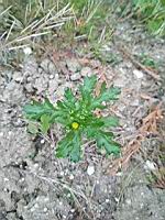 Senecon commun, Senecio vulgaris (prise a Lens)(1)